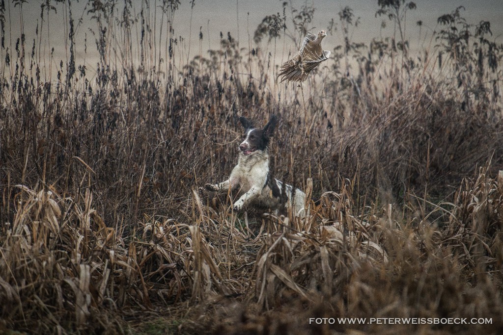 12657318_723965484371078_5581124767320392879_o